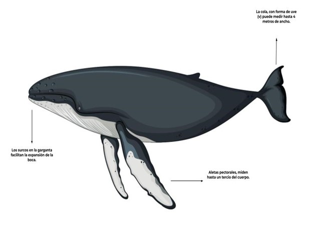 The humpback whale – Playa Alegre | Ecolodge