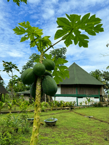 cultivo papayas
